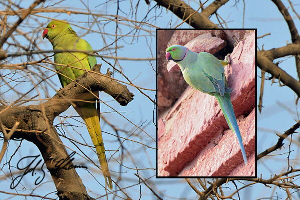 Halsbandsittig (Rose-Ringed Parakeet)