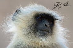 Hanuman-Langur, auch als Hulmane, Graue oder Indische Languren bezeichnet