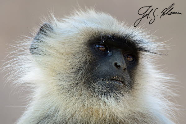 Hanuman-Langur, auch als Hulmane, Graue oder Indische Languren bezeichnet