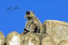 Hanuman-Langur (Semnopithecus)