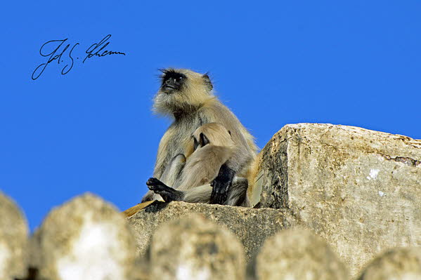 Hanuman-Langur (Semnopithecus)