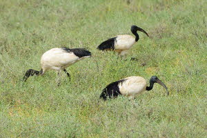 Heiliger Ibis (Threskiornis aethiopicus)