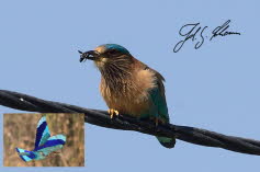 Hinduracke (Indian roller - Coracias benghalensis)1