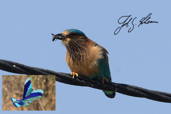 Hinduracke (Indian roller - Coracias benghalensis)1