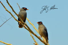Hirtenstar (Common Myna)