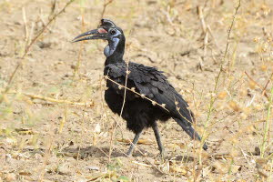 Hornrabe (Bucorvus)