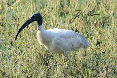 Ibis oder Sichler