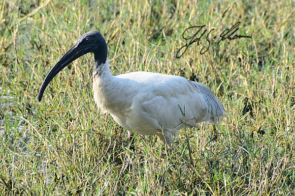 Ibis oder Sichler