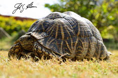Indische Sternschildkrte (Geochelone elegans)