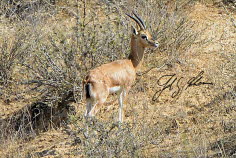Indische Gazelle (Gazella bennettii)