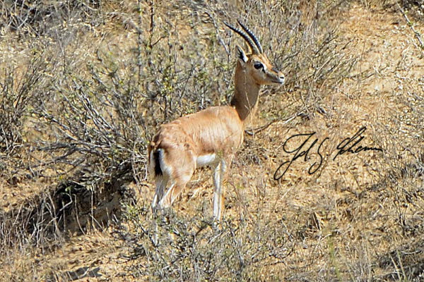 Indische Gazelle (Gazella bennettii)