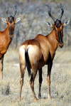 Kap-Hartebeest   Kuhantilope