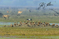 Keoladeo Nationalpark