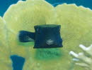 Arabischer Kofferfisch