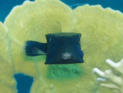 Arabischer Kofferfisch