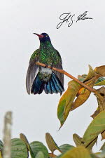 Kolibri -  In Ecuador leben über 130 Arten