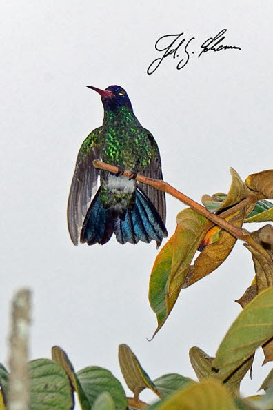 Kolibri -  In Ecuador leben ber 130 Arten