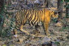 Knigstiger (Panthera tigris tigris)