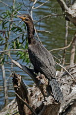 Kormoran