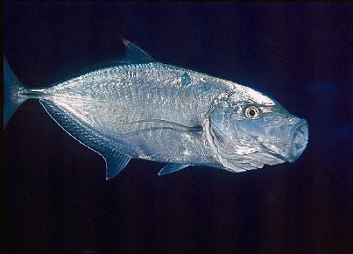 Stachelmakrele