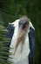 Marabu