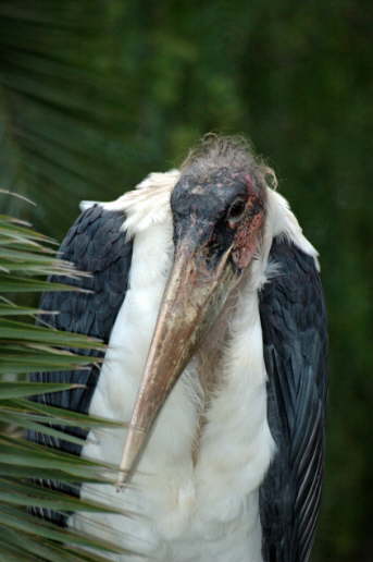Marabu