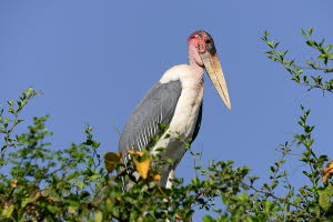 Marabu (Leptoptilos crumeniferus)