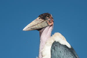 Marabu (Leptoptilos crumeniferus)