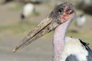 Marabu (Leptoptilos crumeniferus)