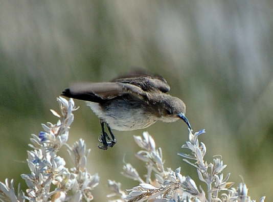 Nektarvogel