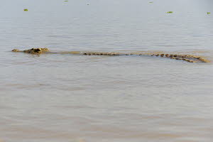 Nilkrokodil (Crocodylus niloticus)