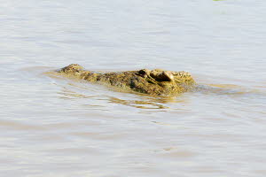 Nilkrokodil (Crocodylus niloticus)