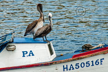 Braunpelikan (Pelecanus occidentalis)