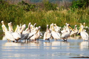 Pelikane (Pelecanidae, Pelecanus)