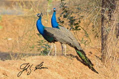 Blauer Pfau (Pavo cristatus)
