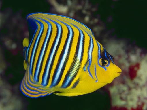 Pfauen-Kaiserfisch