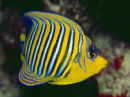 Pfauen-Kaiserfisch