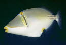 Arabischer Picassodr�ckerfisch
