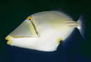 Arabischer Picassodr�ckerfisch