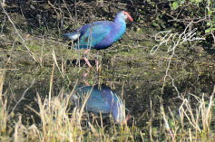 Purpurhuhn (Porphyrio porphyrio)