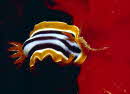 Pyjamaschnecke