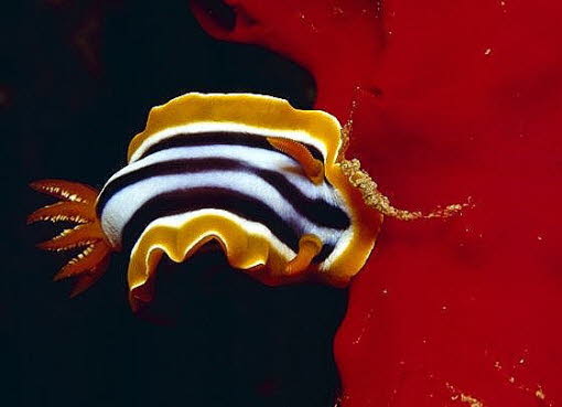 Pyjamaschnecke