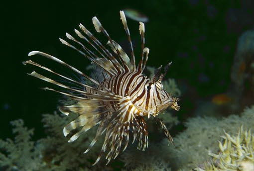 Rotfeuerfisch06