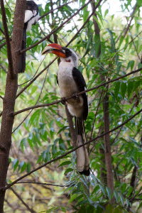 Rotschnabeltoko (Tockus erythrorhynchus)