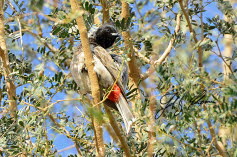 Rublbl (Pycnonotus cafer)