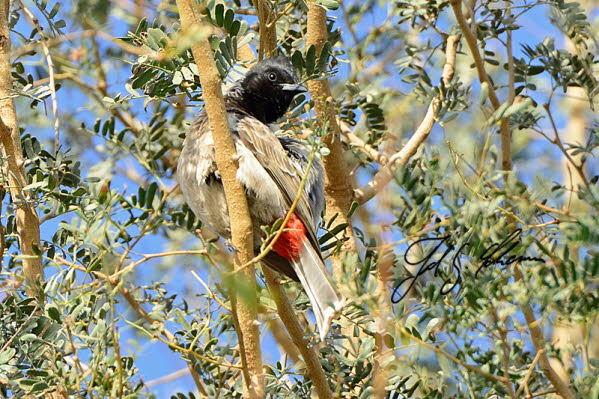 Rublbl (Pycnonotus cafer)