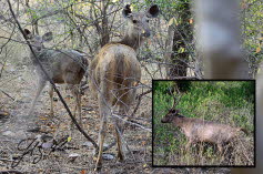Sambar oder Pferdehirsch (Rusa unicolor oder Cervus unicolor)