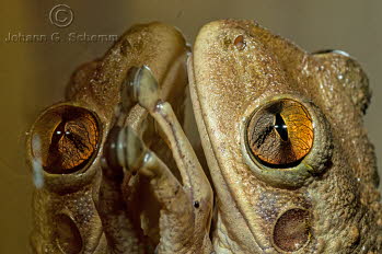 Frosch am Fenster des Hotels