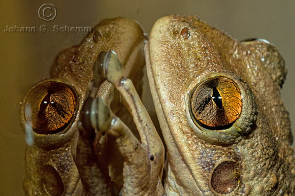 Frosch am Fenster des Hotels