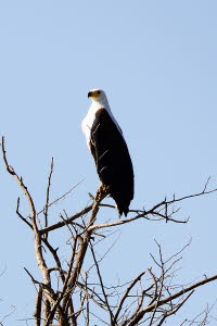 Schreiseeadler (Haliaeetus vocifer)